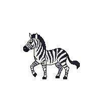 zebra walking