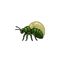 aphid