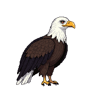 bald eagle