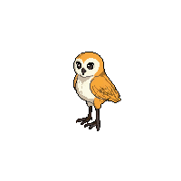 barn owl
