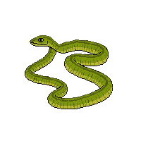 boa constrictor