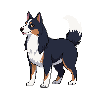 border collie