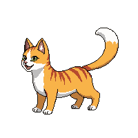 calico cat