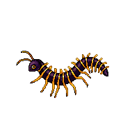 centipede