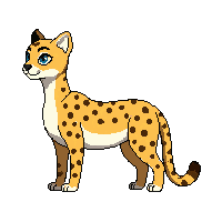 cheetah