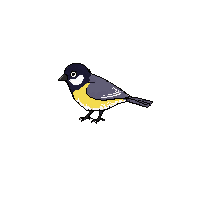chickadee