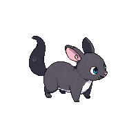 chinchilla