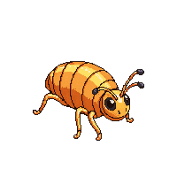 cicada