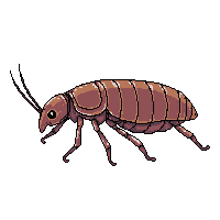 cockroach