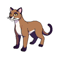 cougar