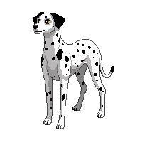 dalmatian