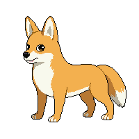dingo