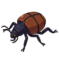 dung beetle