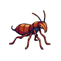 earwig