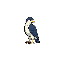 falcon