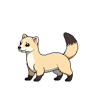 ferret
