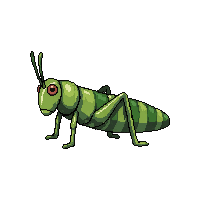 grasshopper