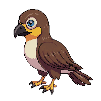 hawk