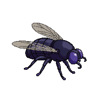 housefly
