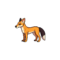 jackal