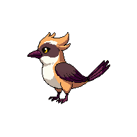 kookaburra
