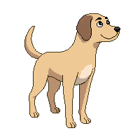 labrador