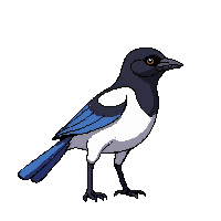 magpie