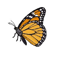 monarch butterfly