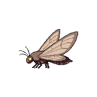 moth