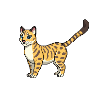 ocelot