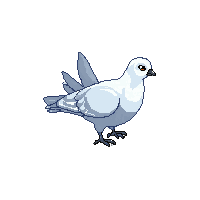 pigeon