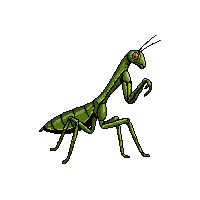 praying mantis