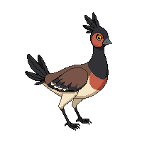quail