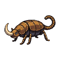 rhinoceros beetle