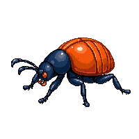 scarab beetle