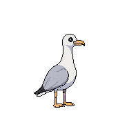 seagull