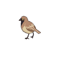 sparrow