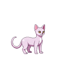 sphynx cat