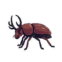 stag beetle