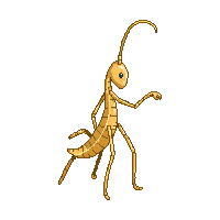 walking stick insect