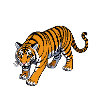 tiger orange striped stalking