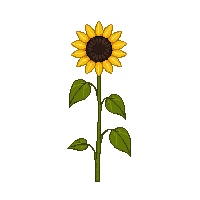 cozy sunflower yellow bloom tall 010 2026 03 25T19 14 54