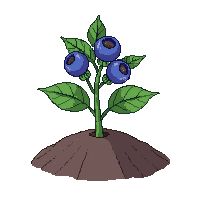 blueberry sprout