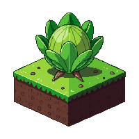 cabbage half