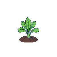 cabbage sprout
