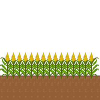 corn half