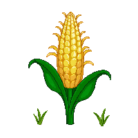 corn stalk