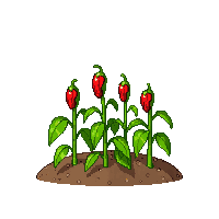 pepper half