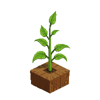 pepper sprout