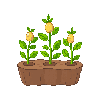 potato half